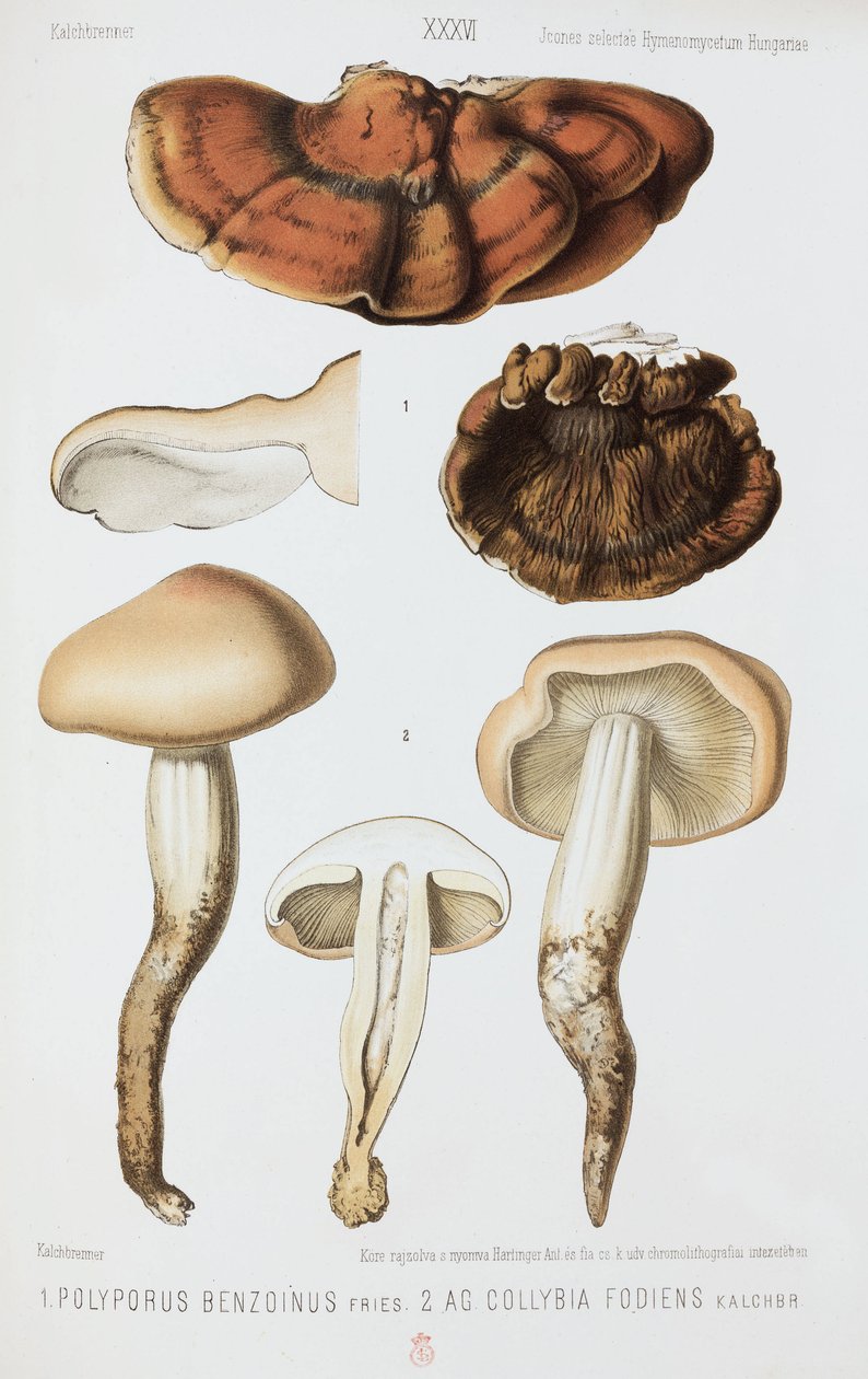 Two types of mushroom, c 1874 بواسطة ريتشارد (بعد) داد