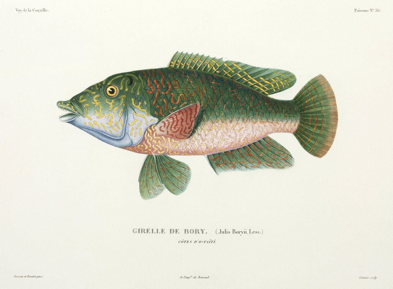 Type of wrasse, Tahiti بواسطة ريتشارد (بعد) داد