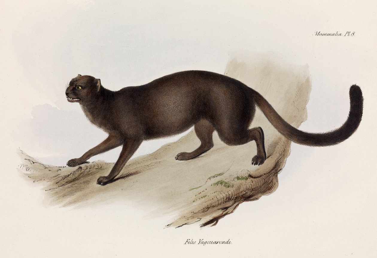 Weasel or otter cat, South America, c 1832-1836 بواسطة ريتشارد (بعد) داد