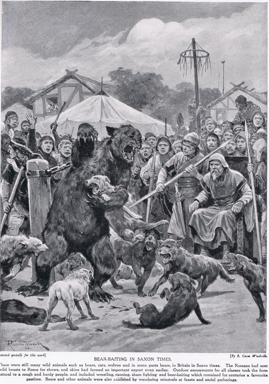 طعم الدب في العصر السكسوني ، من "قصة هاتشيسون للأمة البريطانية" ، ص 1920 بواسطة ريتشارد كاتون وودفيل