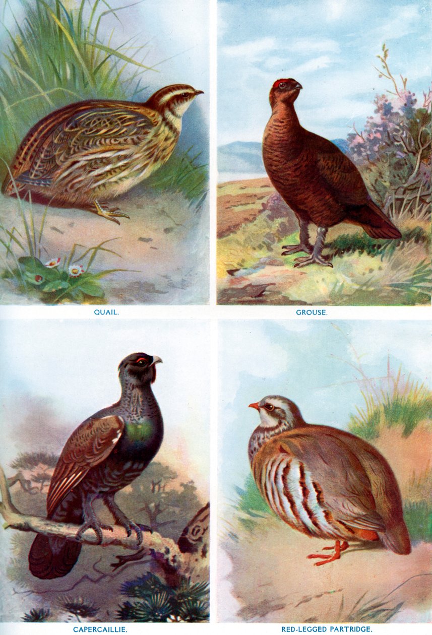 لعبة الطيور من Harmsworth Natural History، 1910 1911-1912. بواسطة ريتشارد ليدكر