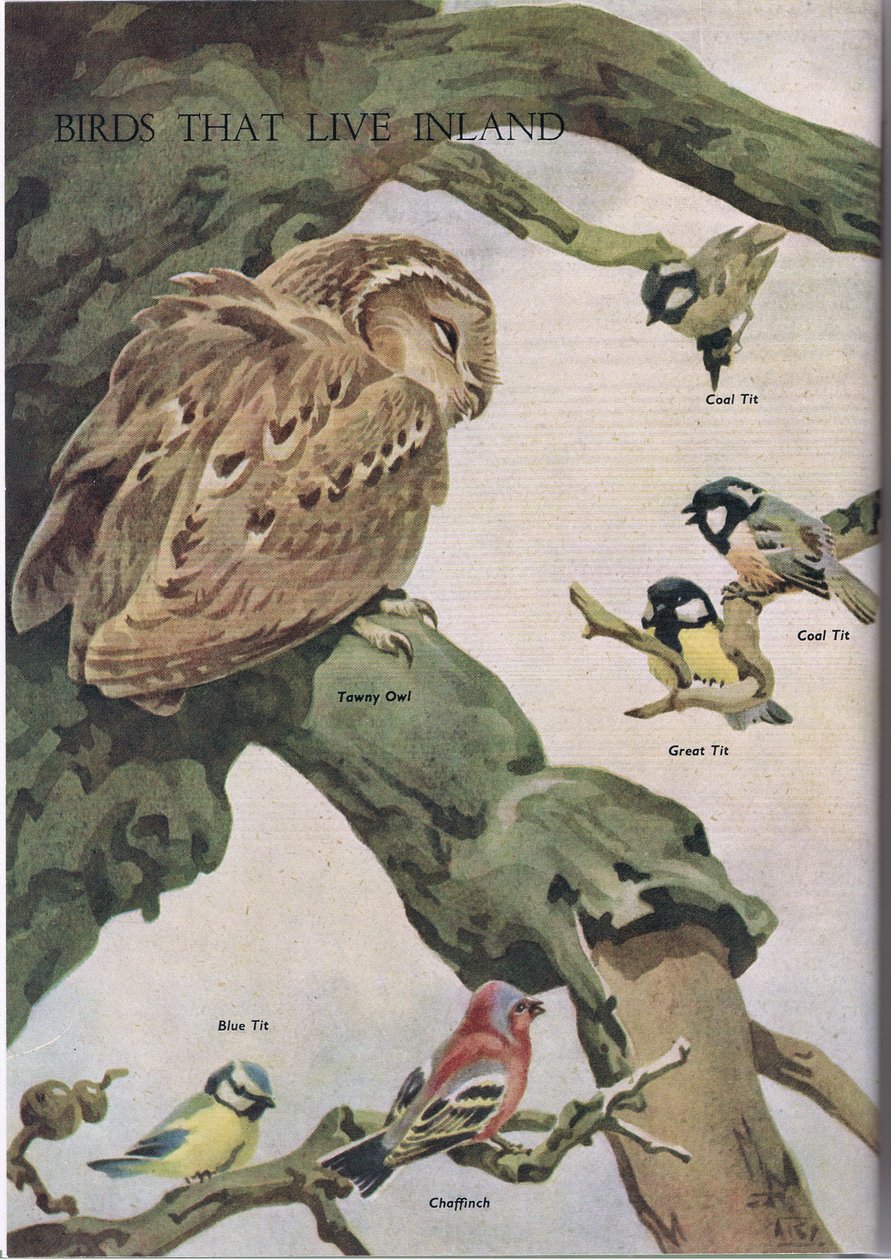 الطيور التي تعيش في الداخل ، رسم توضيحي من كتاب الطبيعة للأطفال الذي نشرته Odhams ، 1958 بواسطة روبرت جورج تالبوت كيلي