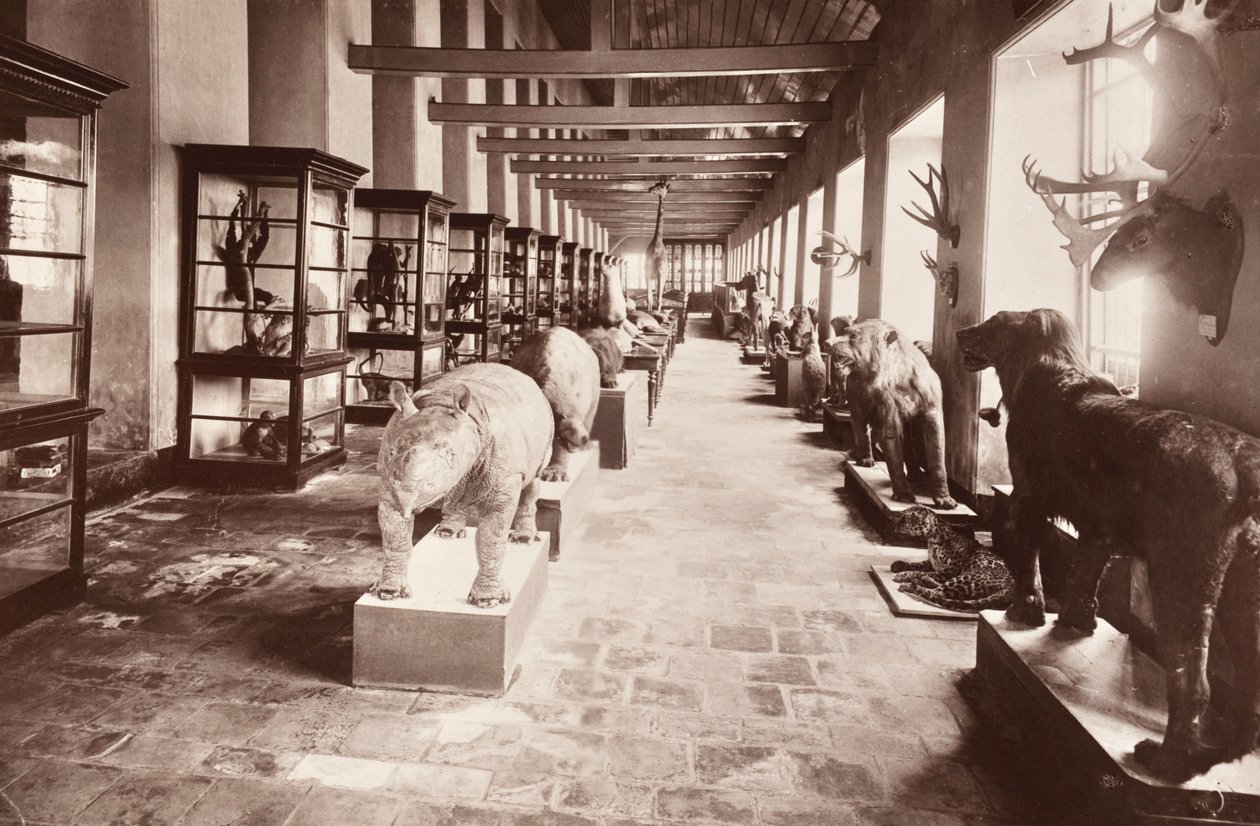 المتحف الوطني في بانكوك ، c.1890 بواسطة روبرت لينز