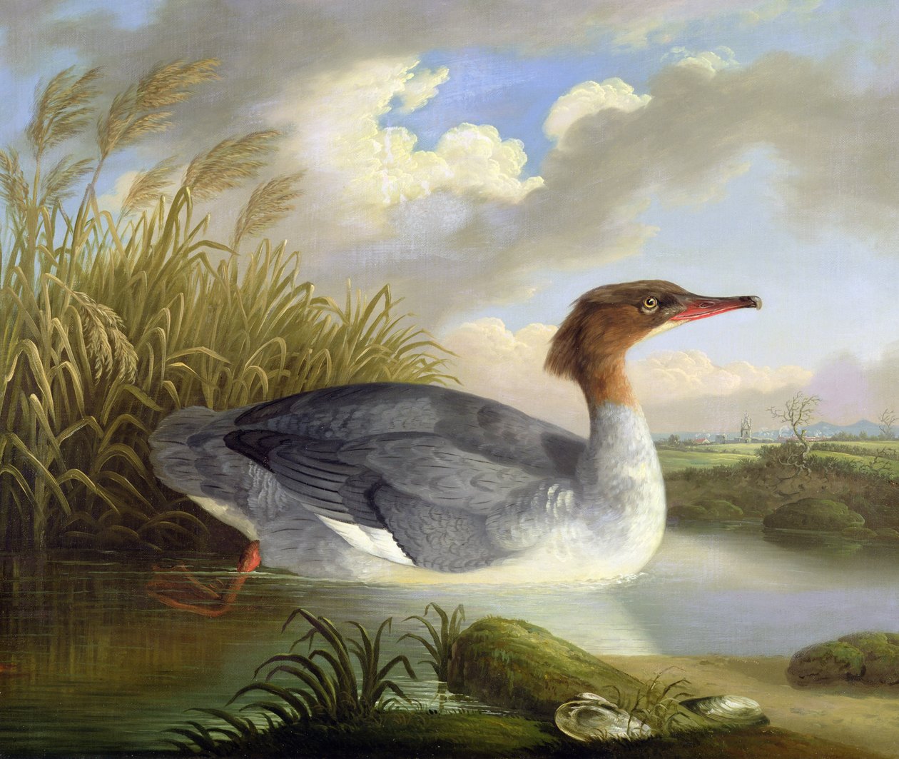 غطس دون (Goosander) بواسطة روبرت ويلكينسون بادلي