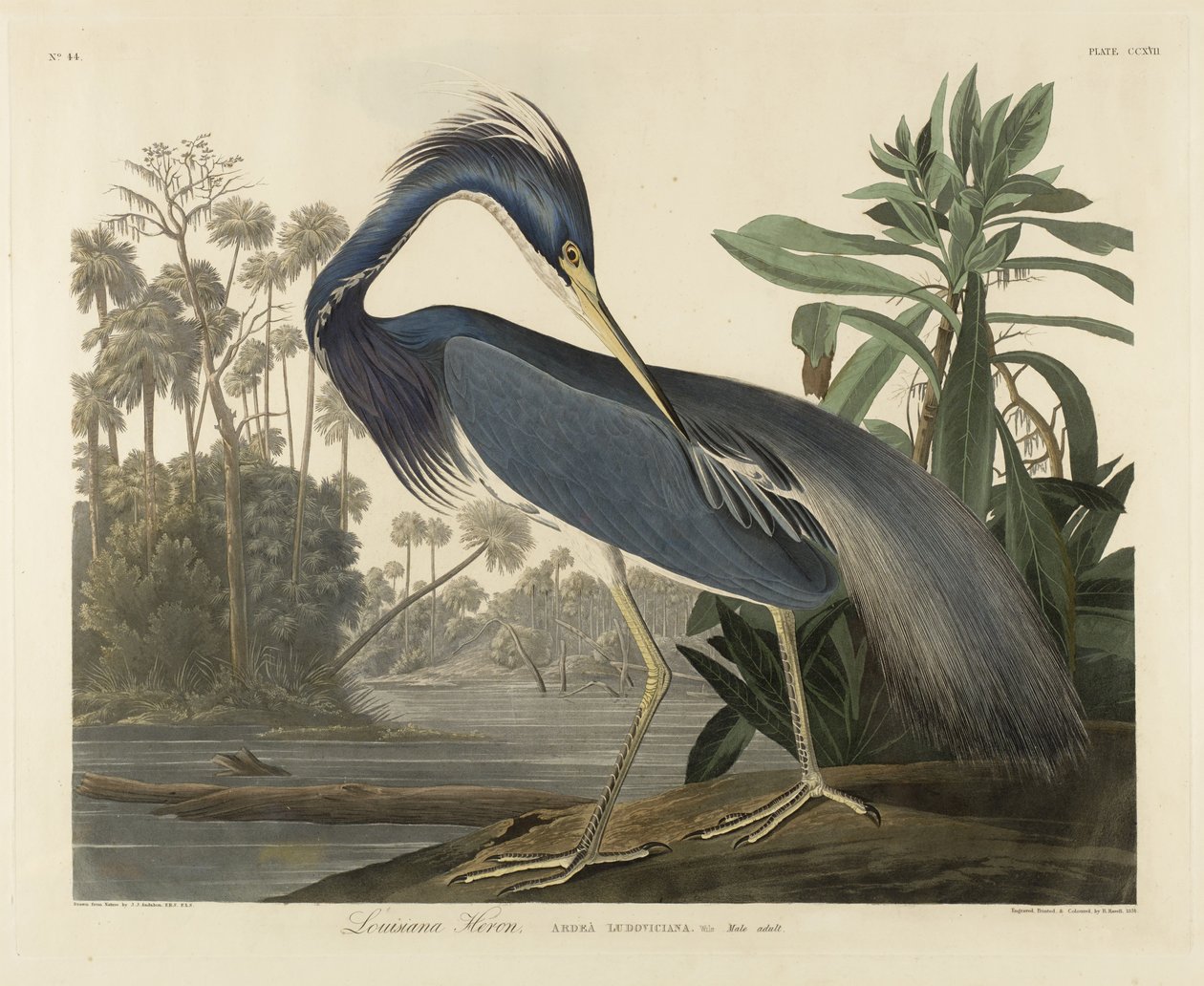 لويزيانا هيرون ، 1834 (ألوان مائية يدوية على ورق منسوج) بواسطة روبرت الأصغر هافيل