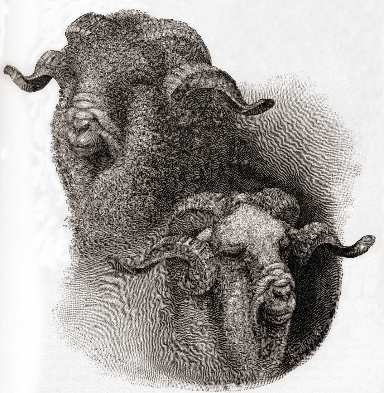 تم مقارنة رأس كبش ميرينو قبل وبعد القص ، من مجلة The Century Illustrated الشهرية ، المنشورة عام 1884 بواسطة روبرت أنطوان مولر