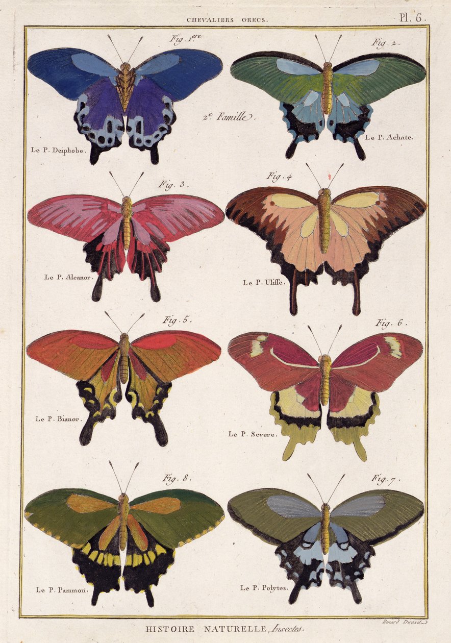 الفراشات من "Histoire Naturelle des Insectes" للمؤلف أوليفييه بواسطة روبرت بينارد