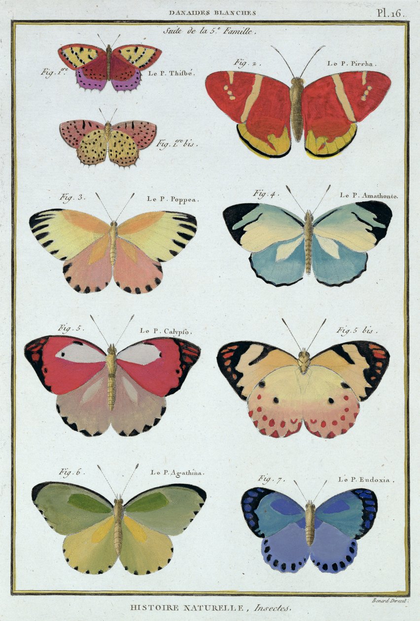 الفراشات من "Histoire Naturelle des Insectes" للمؤلف أوليفييه بواسطة روبرت بينارد
