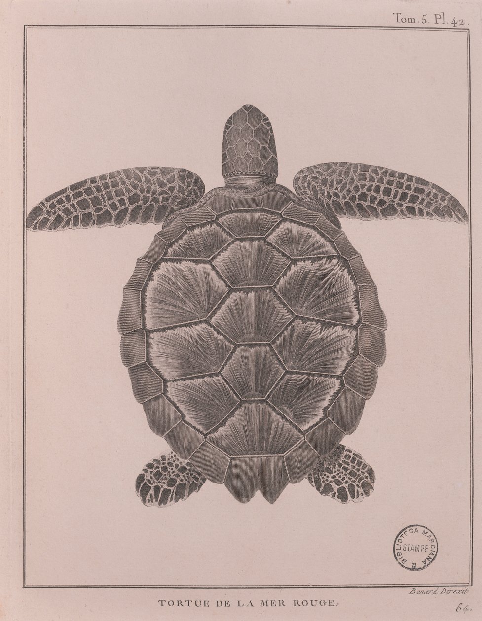 Turtle from the Red Sea, illustration from 