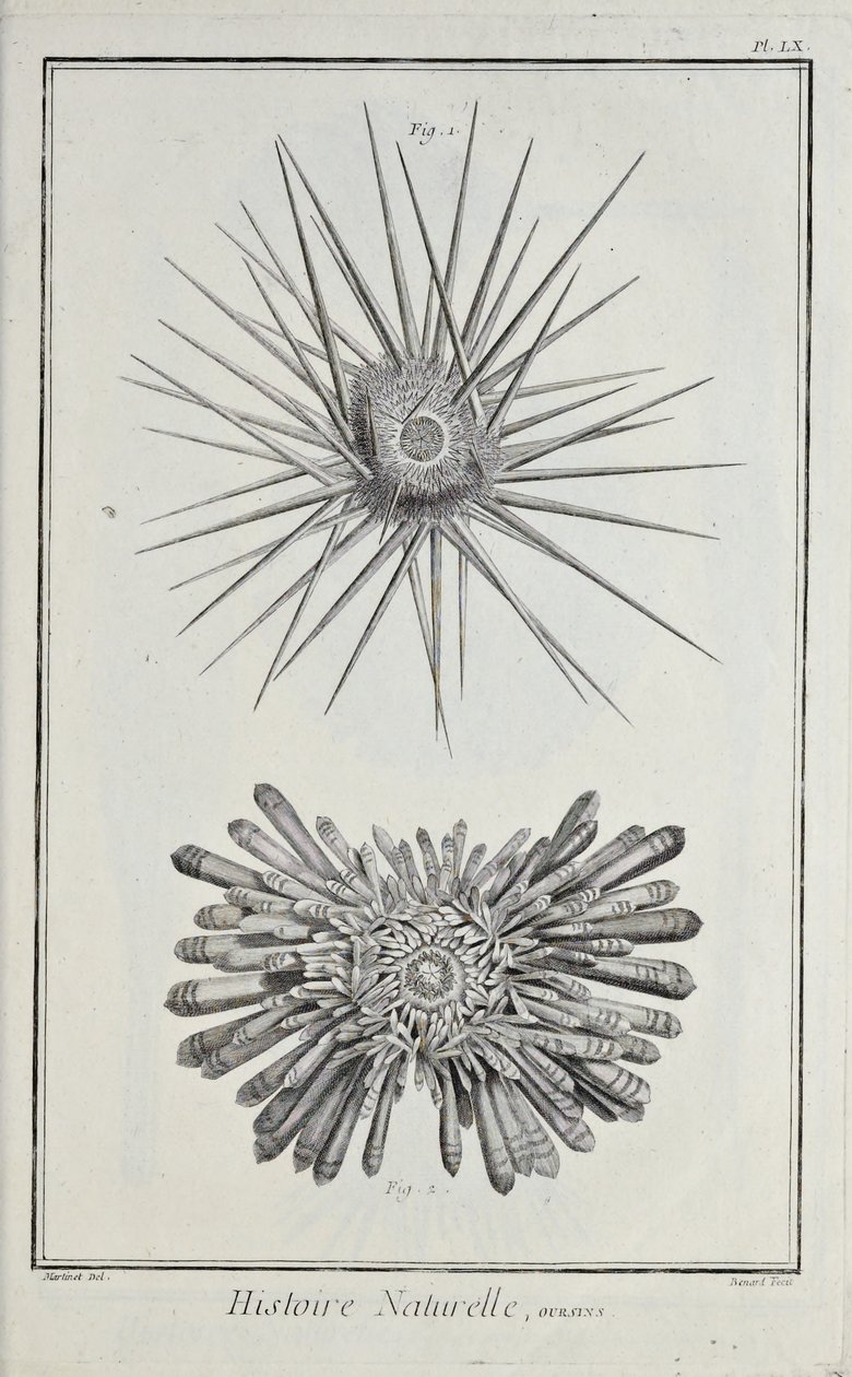 Urchins ، رسم توضيحي من "مجموعة اللوحات ، حول العلوم والفنون الليبرالية والفنون الميكانيكية ، مع شرحها" بقلم دينيس ديدرو بواسطة روبرت بينارد