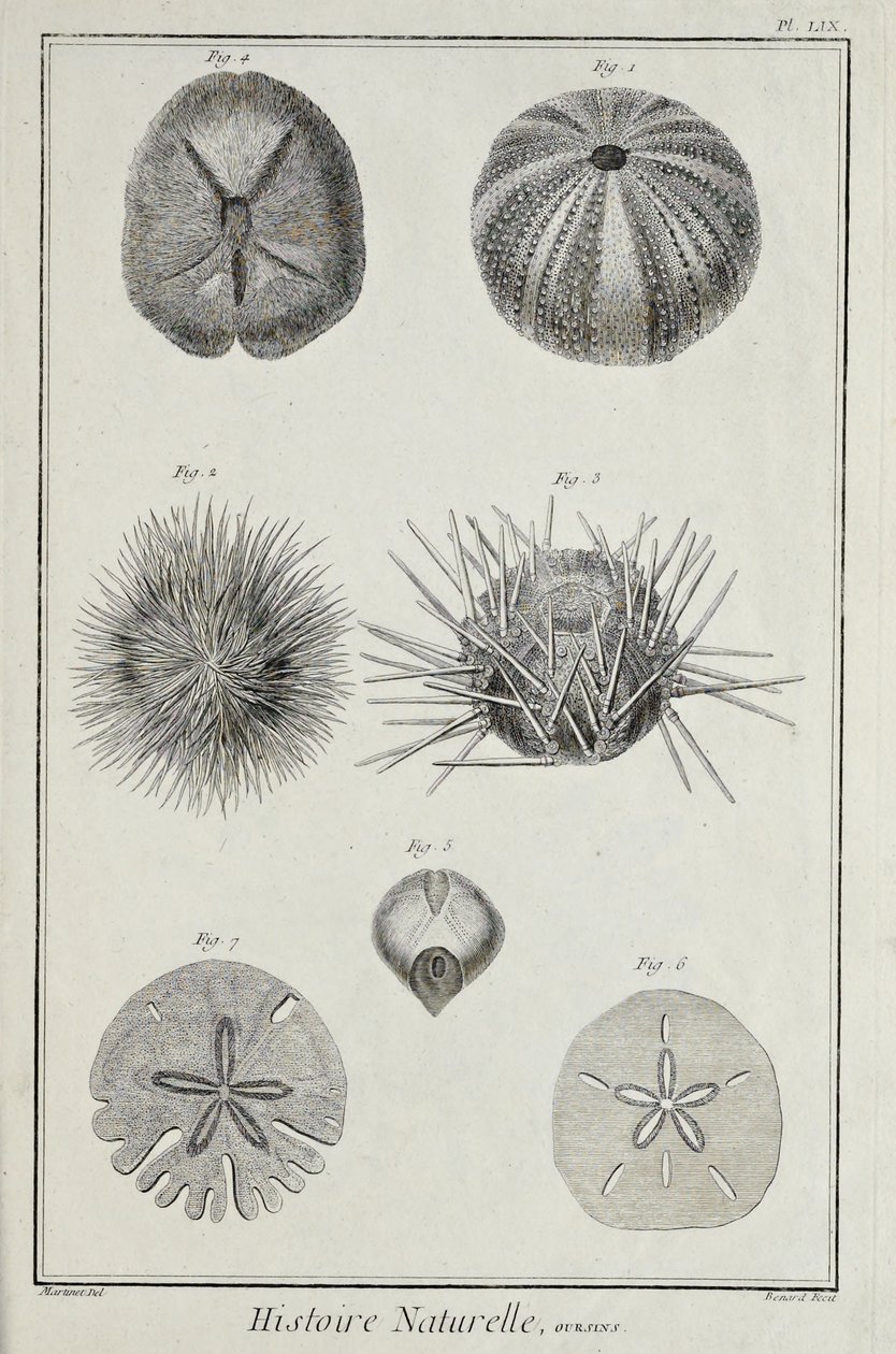 Urchins ، رسم توضيحي من "مجموعة من المجالس والعلوم والفنون الليبرالية والفنون الميكانيكية ، مع شرحها" بقلم دينيس ديدرو بواسطة روبرت بينارد