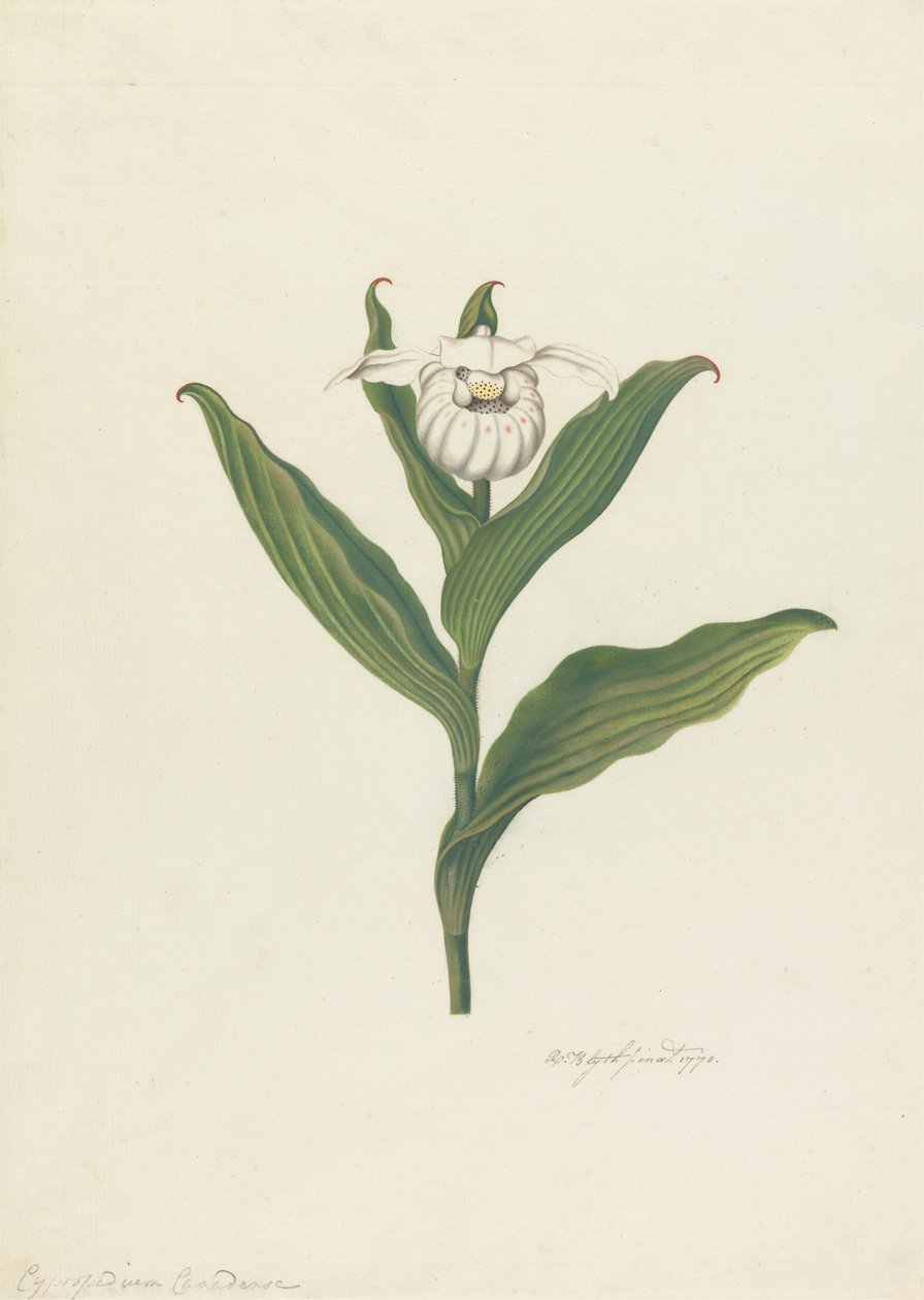 شبشب ليدي (Cypripedium Canadense ، Calceolus Maria) بواسطة روبرت بليث