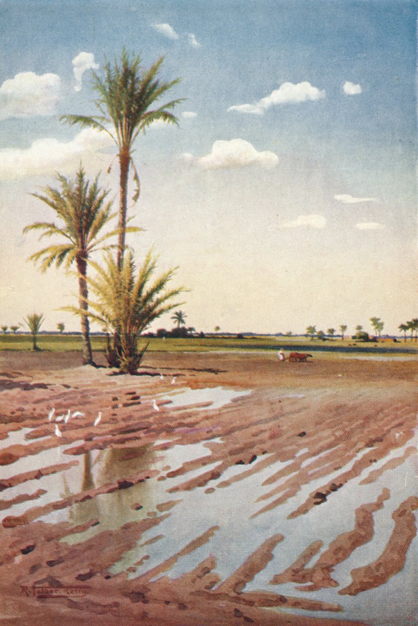 حقل مروي ، c1880 ، 1904 بواسطة روبرت جورج تالبوت كيلي
