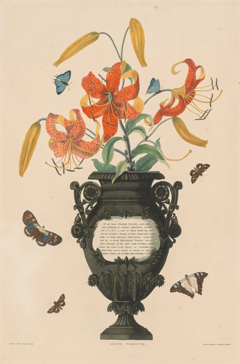 مجموعة مختارة من نباتات Hexandrian ، تنتمي إلى الترتيب الطبيعي ل Amaryllidae و Liliacae: Tiger Lily بواسطة روبرت هافيل