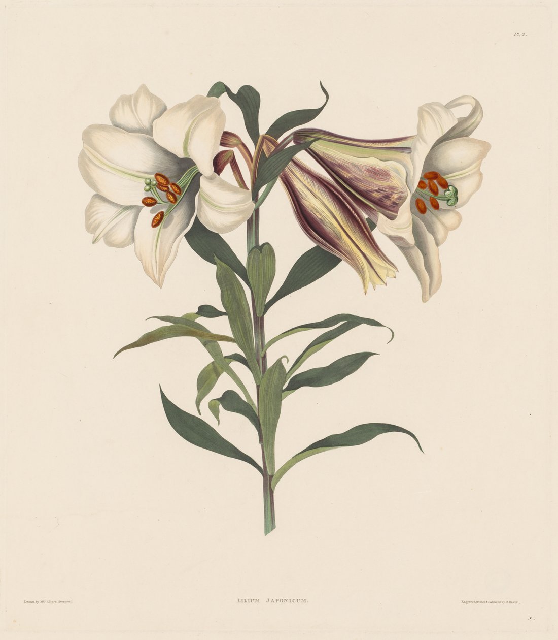 مجموعة مختارة من نباتات Hexandrian تنتمي إلى الترتيب الطبيعي ل Amaryllidae و Liliacae: الزنبق الياباني بواسطة روبرت هافيل