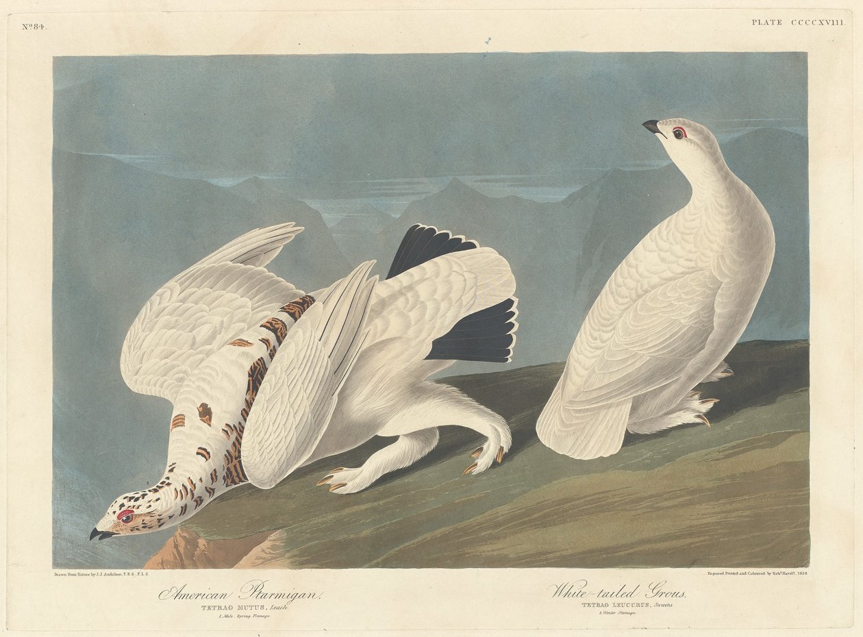 الأمريكية Ptarmigan و Grous ذات الذيل الأبيض 1838. بواسطة روبرت هافيل