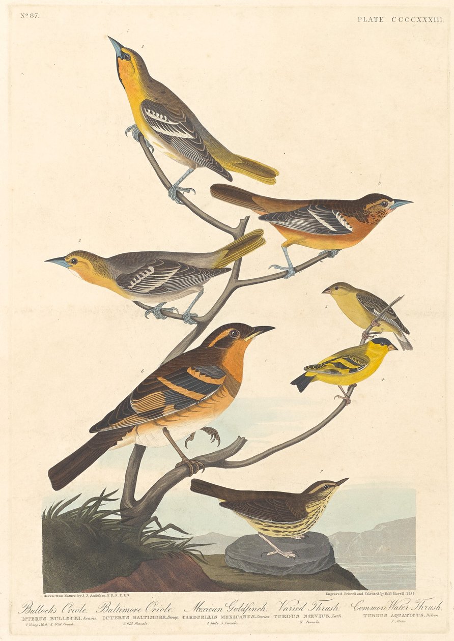 بولوك أوريول ، بالتيمور أوريول ، طائر الحسون المكسيكي و Varied Thrush ، 1838. بواسطة روبرت هافيل