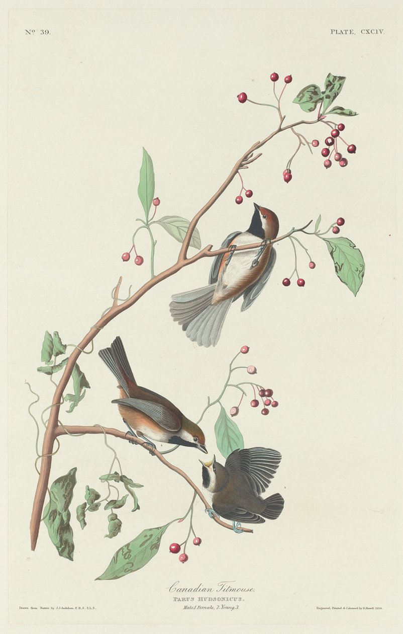 الكندي Titmouse1834. بواسطة روبرت هافيل