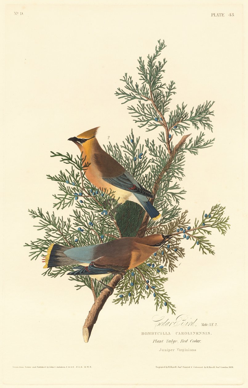 طائر الأرز 1828. بواسطة روبرت هافيل