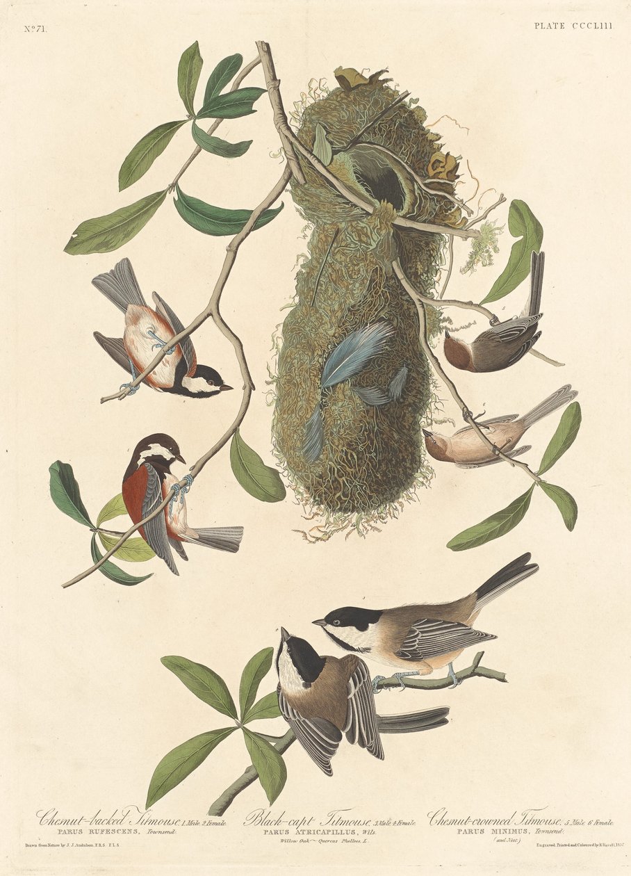 Titmouse المدعوم من الكستناء ، Titmouse الأسود وتوج الكستناء Titmouse ، 1837. بواسطة روبرت هافيل