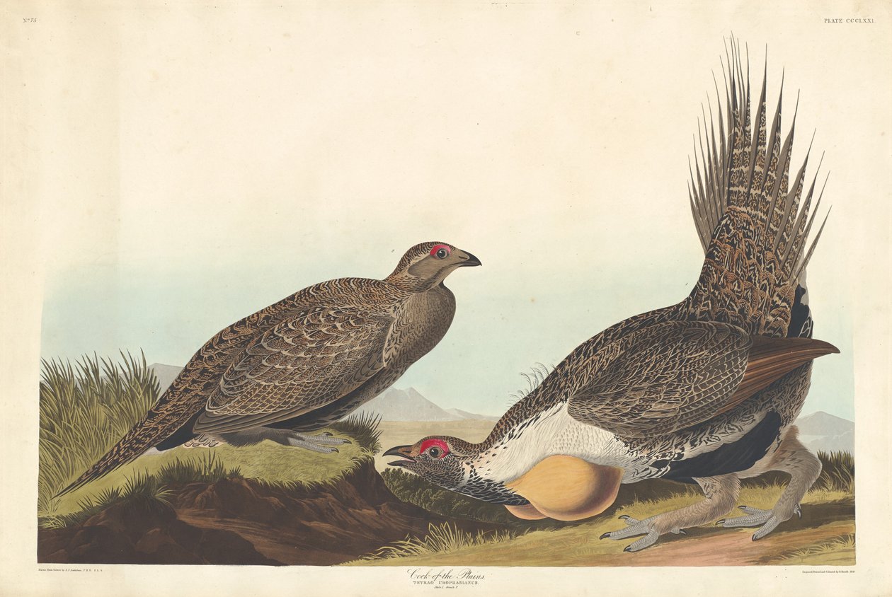 الديك في السهول 1837. بواسطة روبرت هافيل
