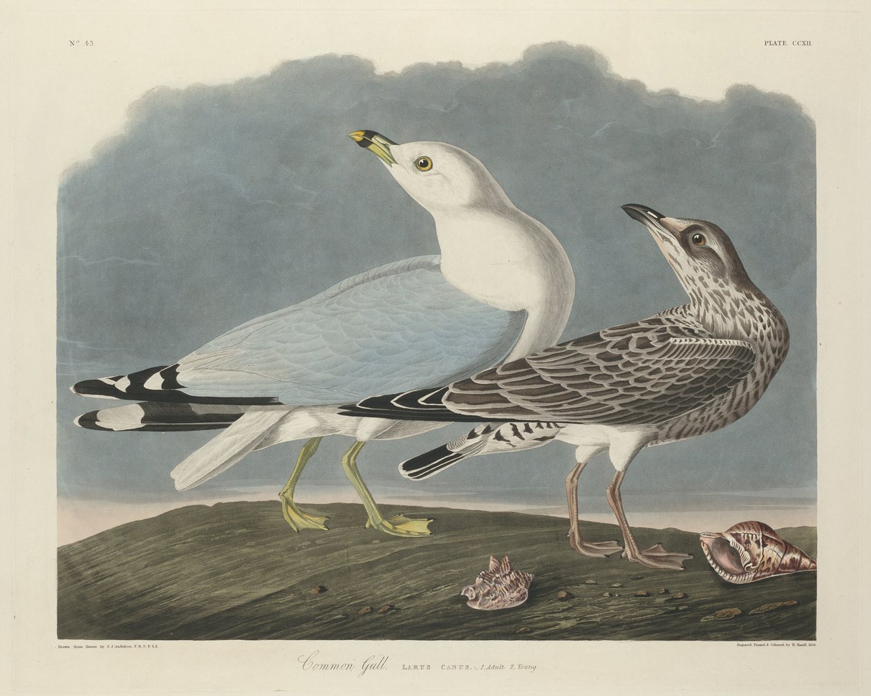 نورس عام 1834. بواسطة روبرت هافيل
