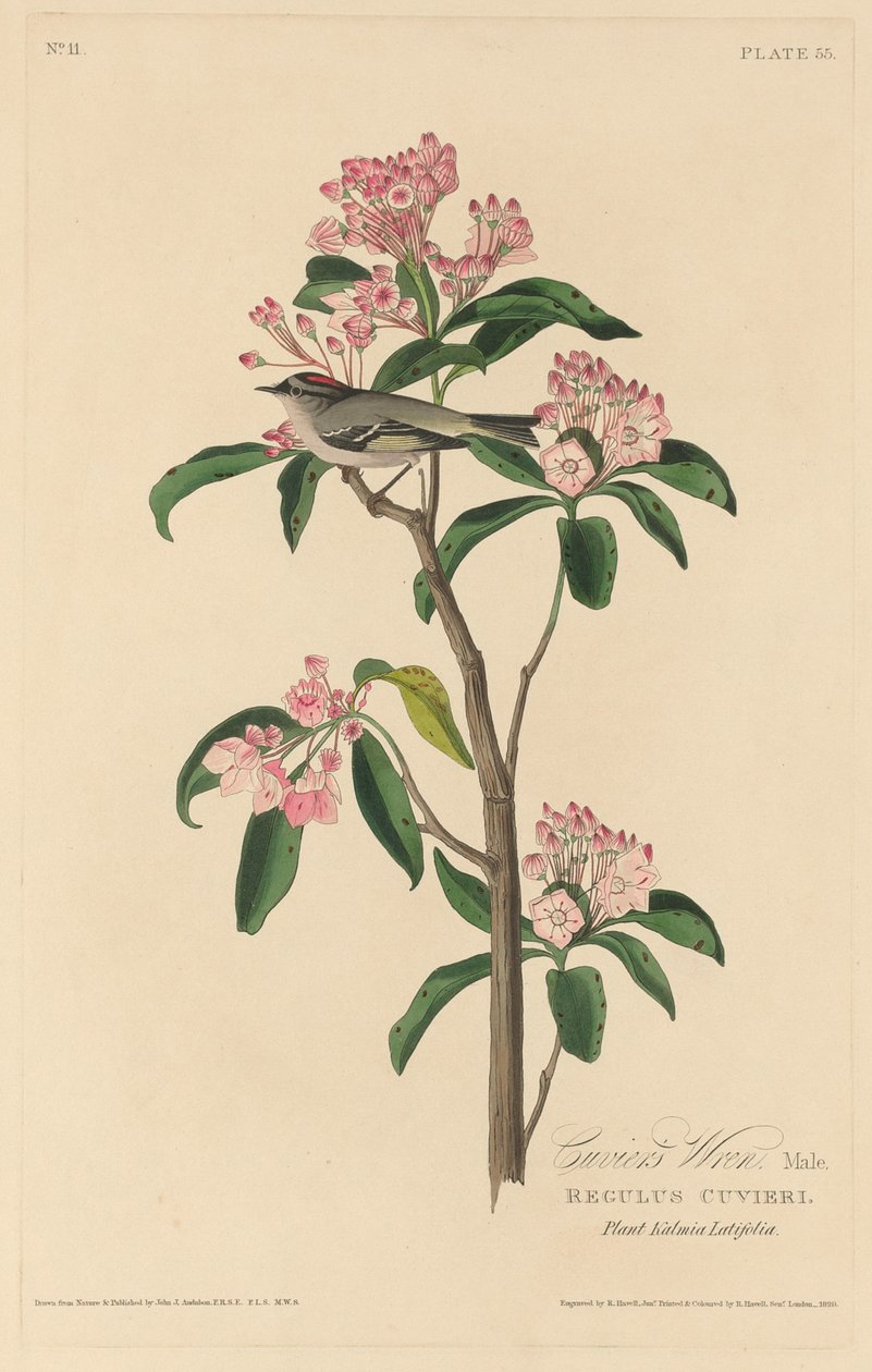 Cuvier's Wren ، ١٨٢٩. بواسطة روبرت هافيل