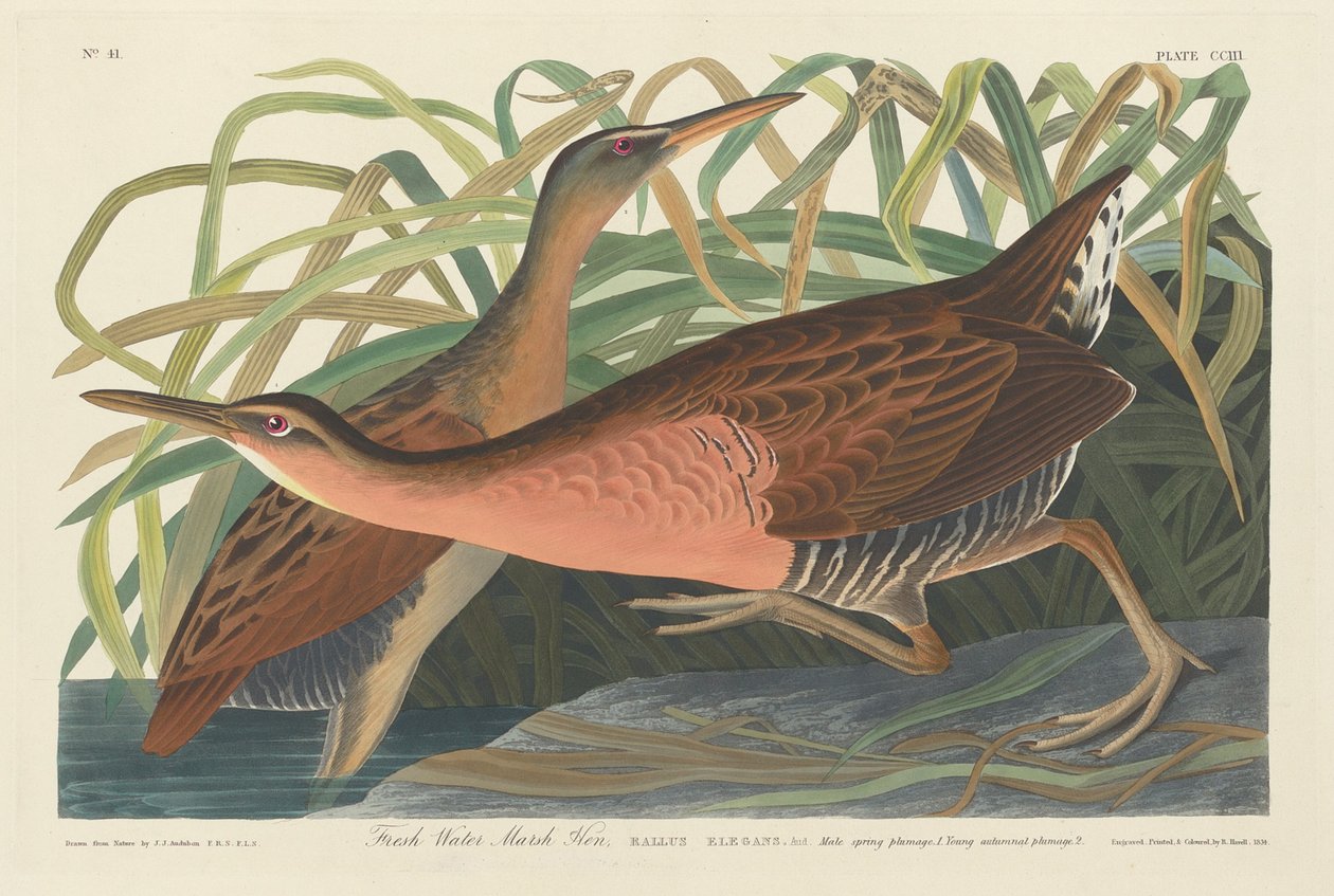 Fresh Water Marsh Hen ، 1834. بواسطة روبرت هافيل
