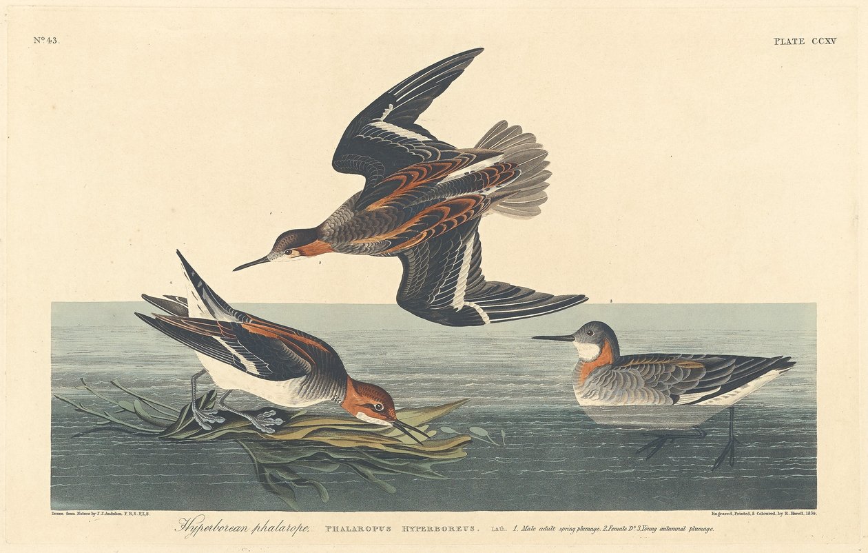 Hyperborean Phalarope ، ١٨٣٤. بواسطة روبرت هافيل