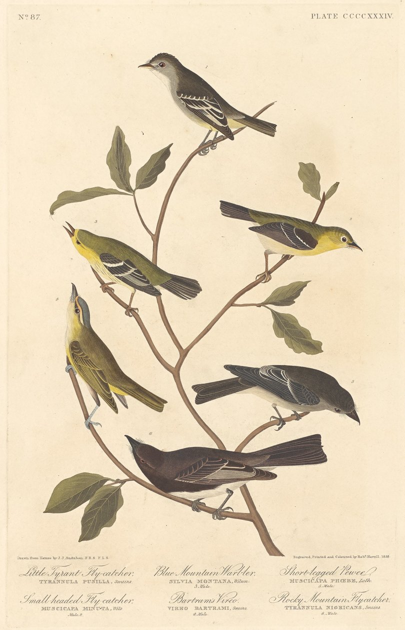 Little Tyrant Flycatcher ، صائد الذباب صغير الرأس ، Blue Mountain Warbler .. ، 1838. بواسطة روبرت هافيل
