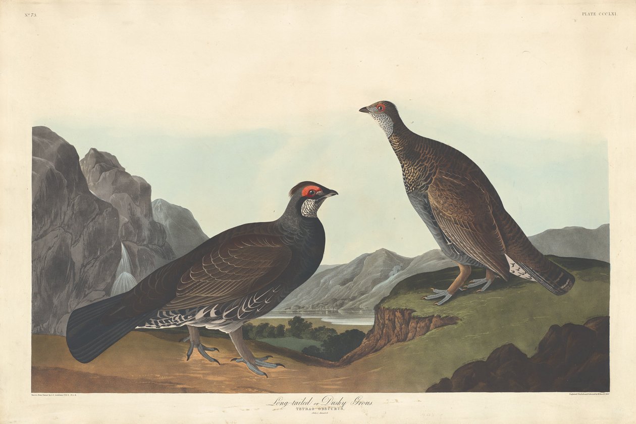 طويل الذيل أو Dusky Grous1837. بواسطة روبرت هافيل