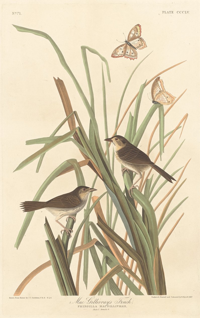 MacGillivray's Finch1837. بواسطة روبرت هافيل