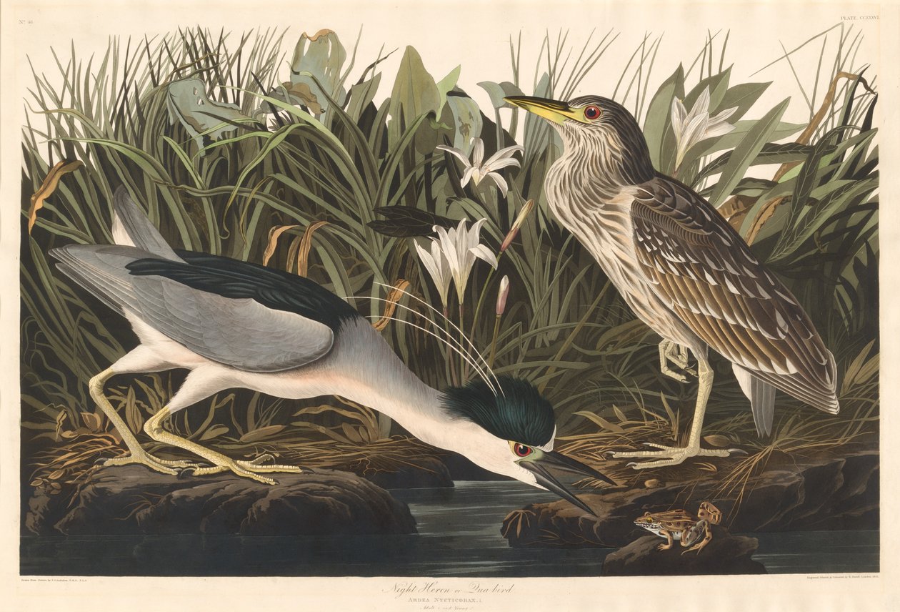 Night Heron أو Qua Bird ، 1835. بواسطة روبرت هافيل
