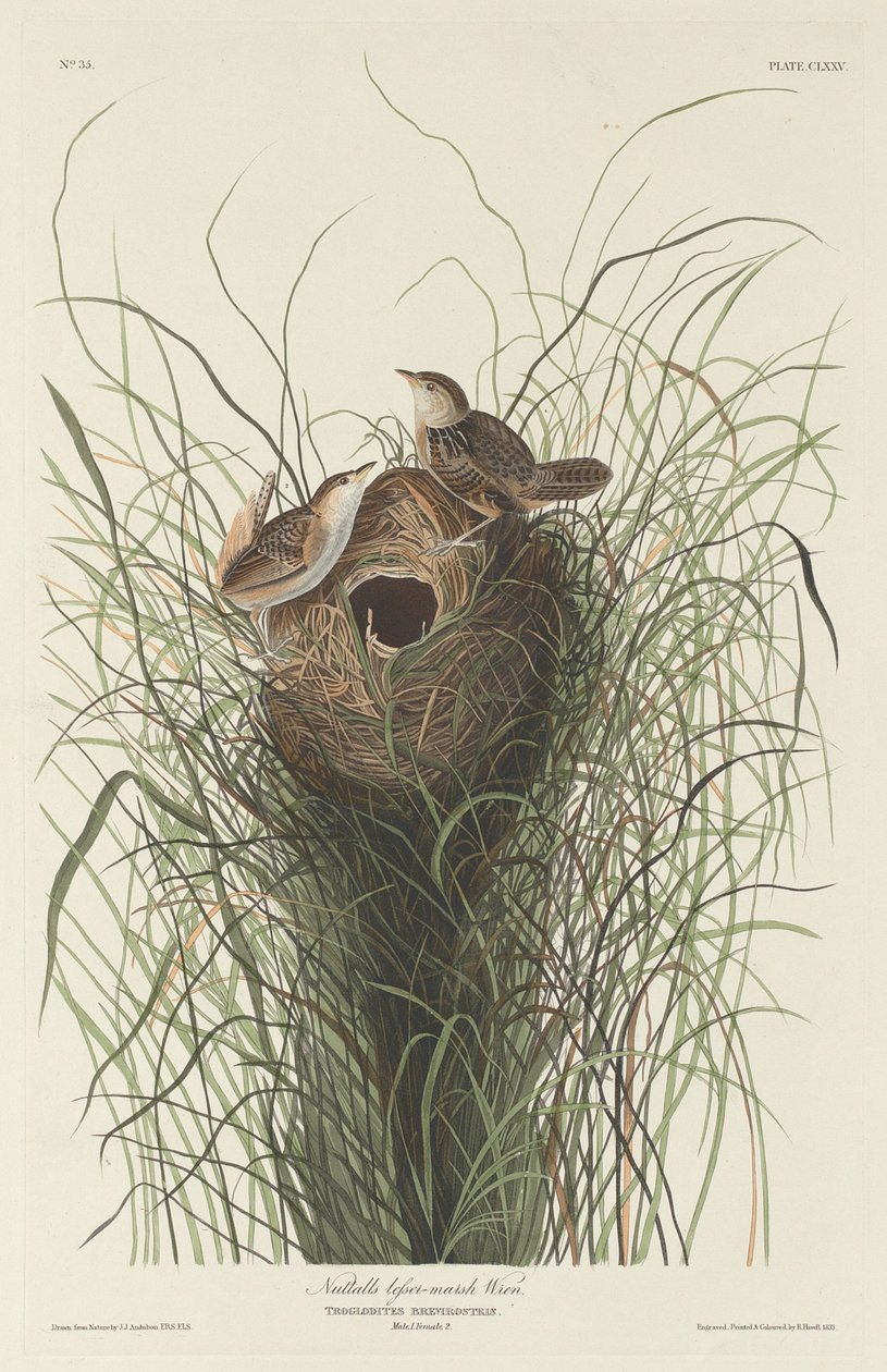 Nuttall's Lesser Marsh Wren1833. بواسطة روبرت هافيل