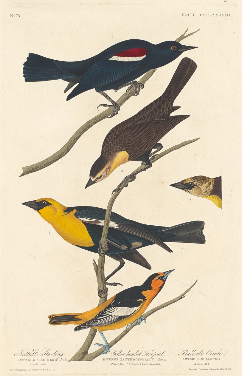 Nuttall's Starling ، Yellow -head Troopial و Bullock's Oriole ، 1837. بواسطة روبرت هافيل