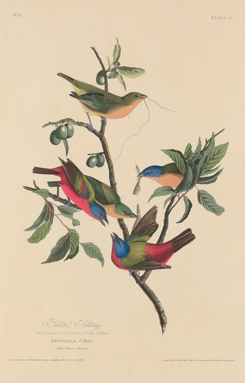 درسة مرسومة ، 1829. بواسطة روبرت هافيل