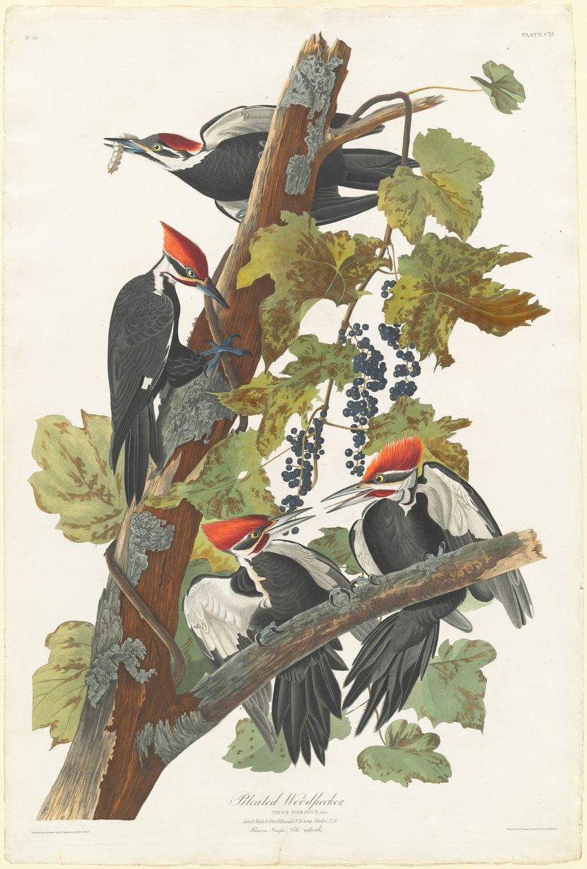نقار الخشب Pileated Woodpecker ، 1831. بواسطة روبرت هافيل