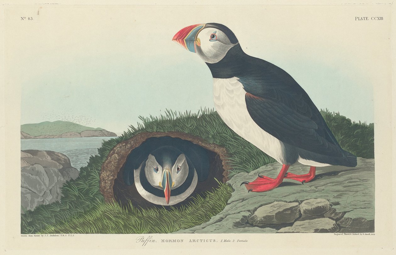 البفن ، 1834. بواسطة روبرت هافيل