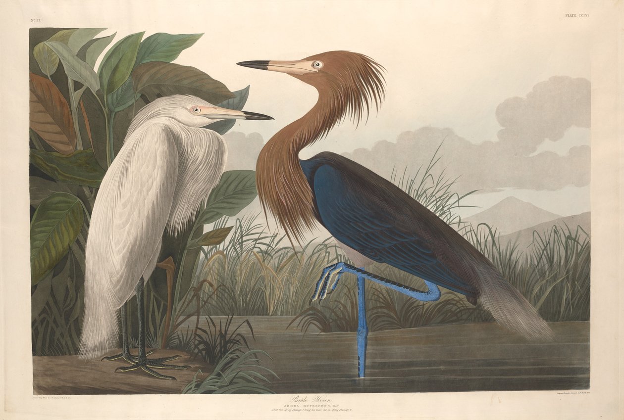 مالك الحزين الأرجواني ، 1835. بواسطة روبرت هافيل