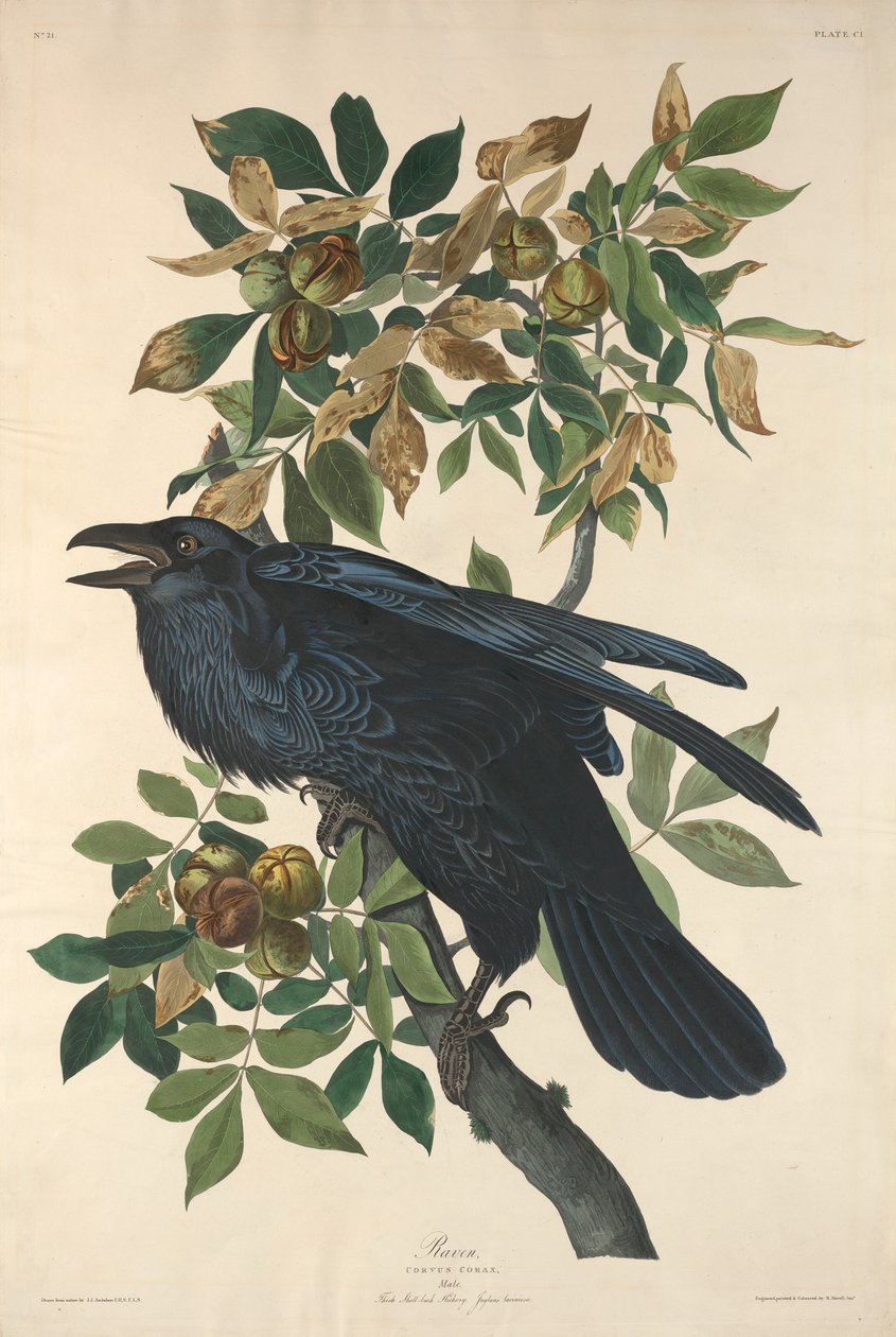 رافين ، 1831. بواسطة روبرت هافيل