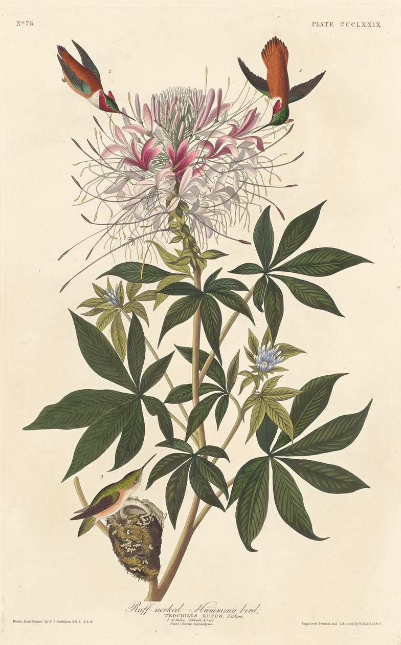 طائر الطنان ذو العنق راف 1837. بواسطة روبرت هافيل