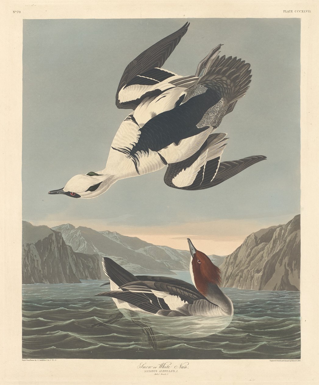 Smew أو White Nun1836. بواسطة روبرت هافيل