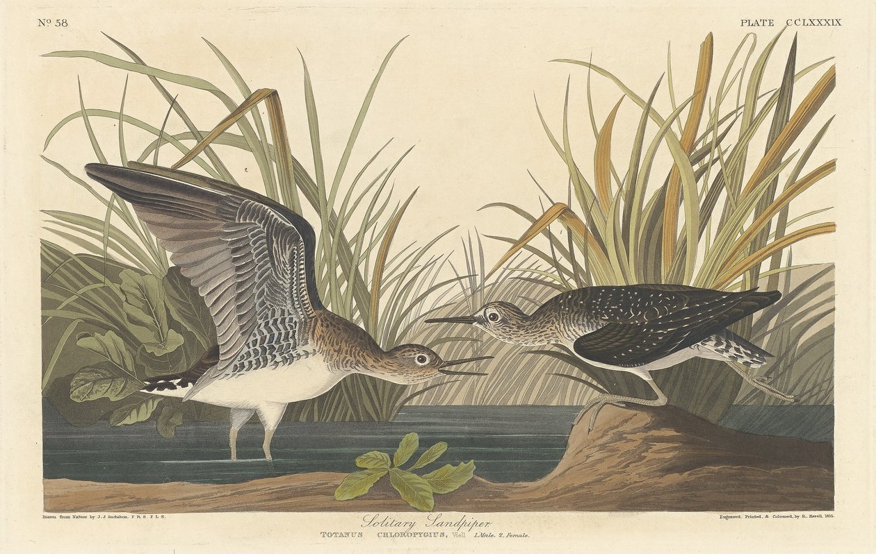 طائر الرمل الانفرادي 1836. بواسطة روبرت هافيل