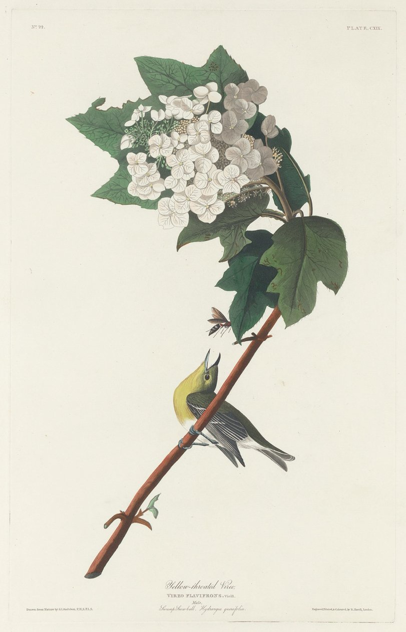 Vireo أصفر الحلق ، 1831. بواسطة روبرت هافيل