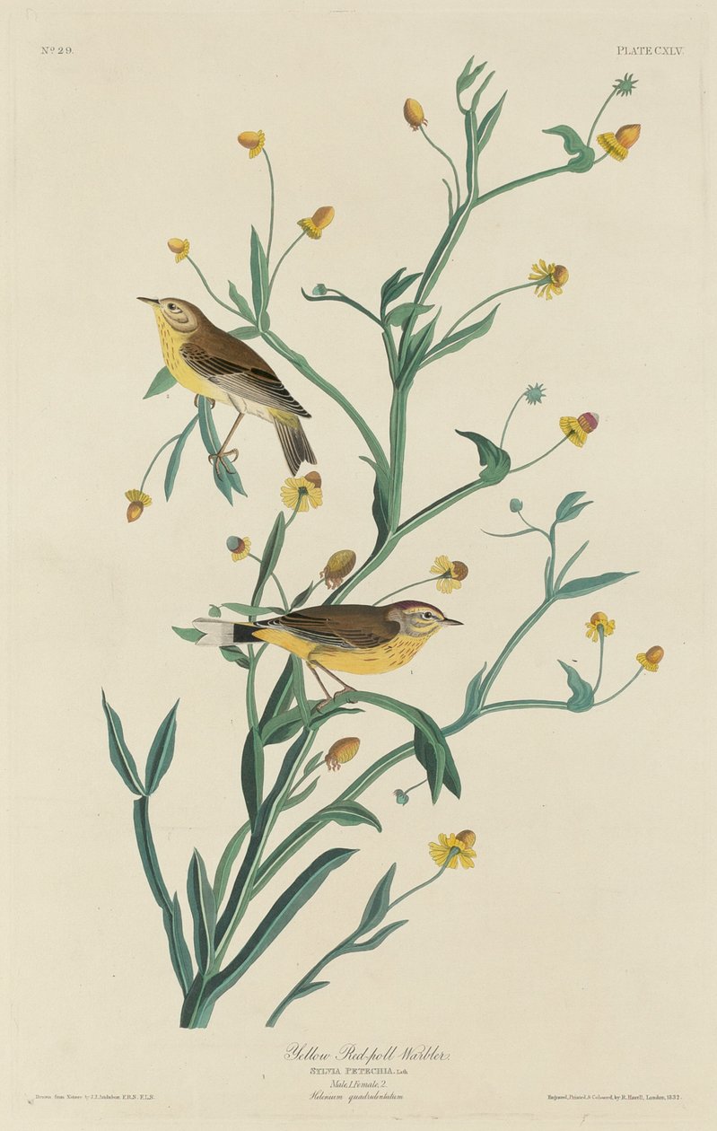 Yellow Red-Poll Warbler1832. بواسطة روبرت هافيل