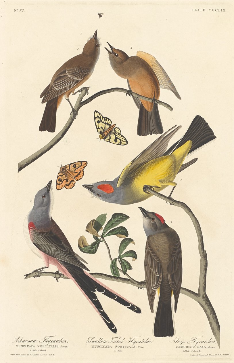 Arkansaw Flycatcher و Swallow-Tailed Flycatcher و Says Flycatcher بواسطة روبرت هافيل بعد جون جيمس أودوبون