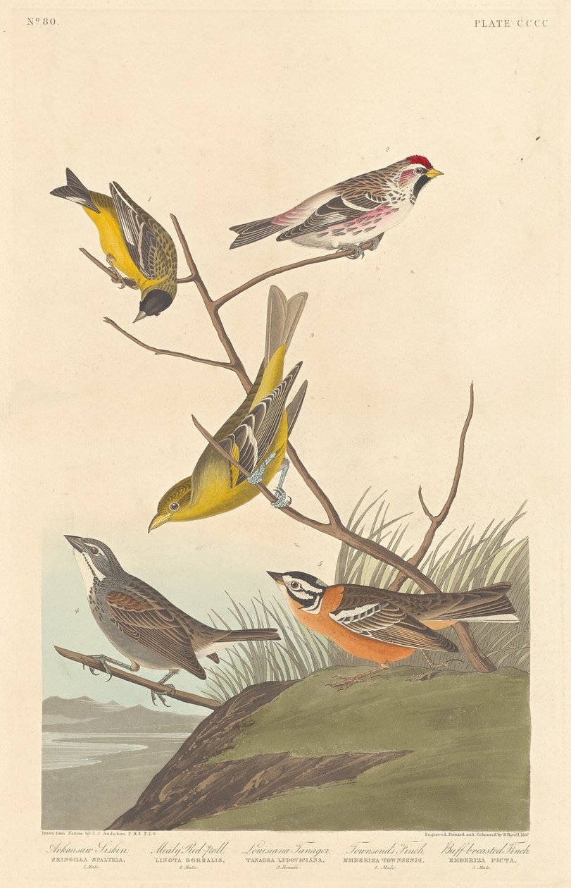 Arkansaw Siskin و Mealy Red-poll و Louisiana Tanager و Townsend's Finch و Buff-breasted Finch بواسطة روبرت هافيل بعد جون جيمس أودوبون