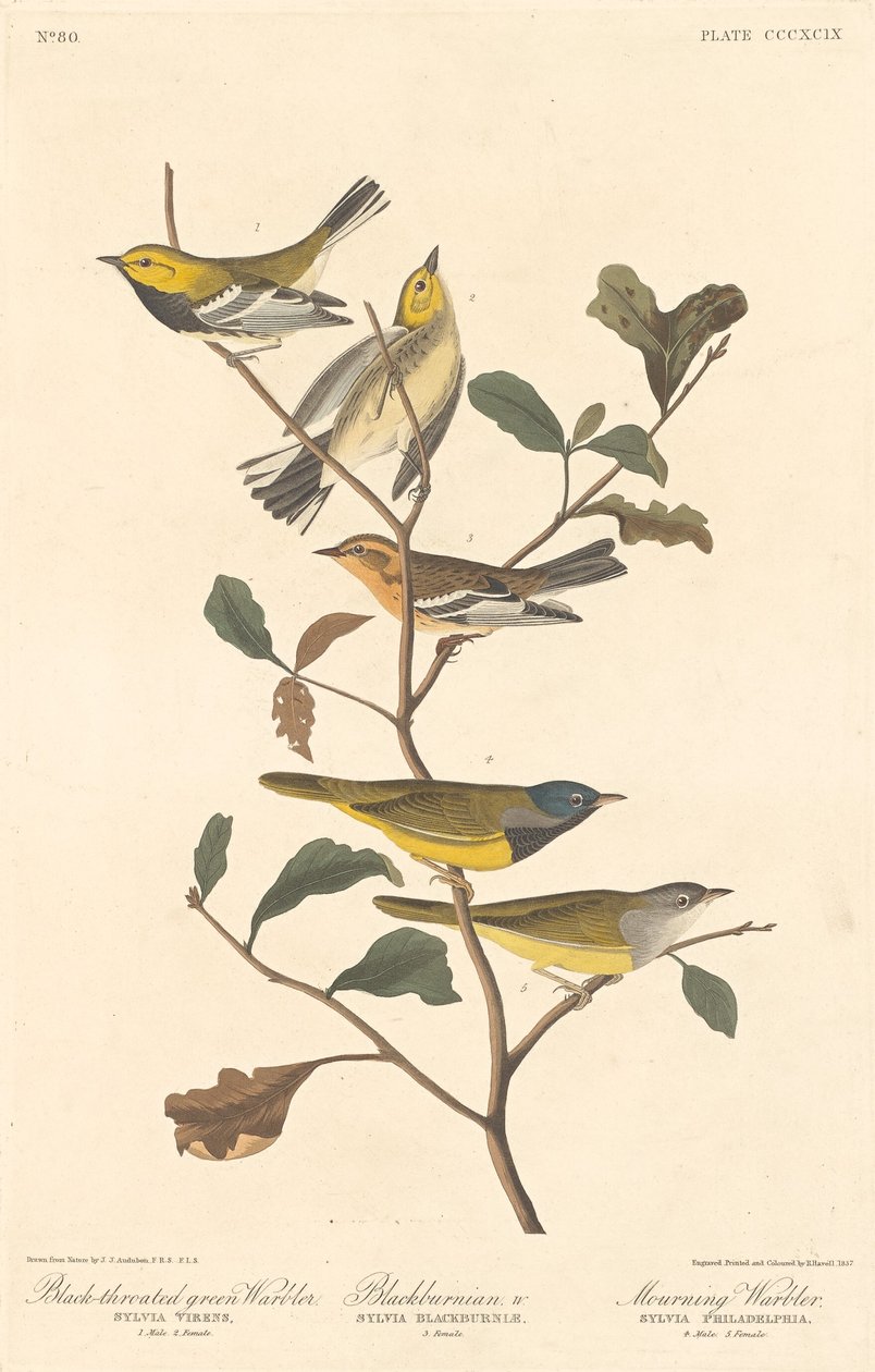 الدخلة الخضراء ذات الحلق الأسود ، الدخلة Blackburnian و Mourning Warbler بواسطة روبرت هافيل بعد جون جيمس أودوبون