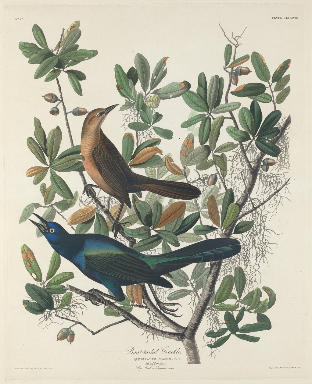 زورق الذيل Grackle بواسطة روبرت هافيل بعد جون جيمس أودوبون