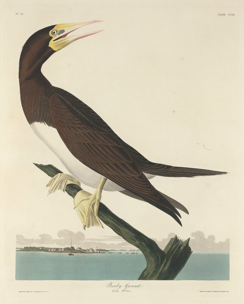 Booby Gannet بواسطة روبرت هافيل بعد جون جيمس أودوبون